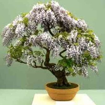 ¿Qué es una bonsaí? 3 pic497d53bc4f309