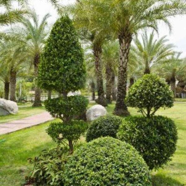 Cómo decorar y mantener arbustos enanos