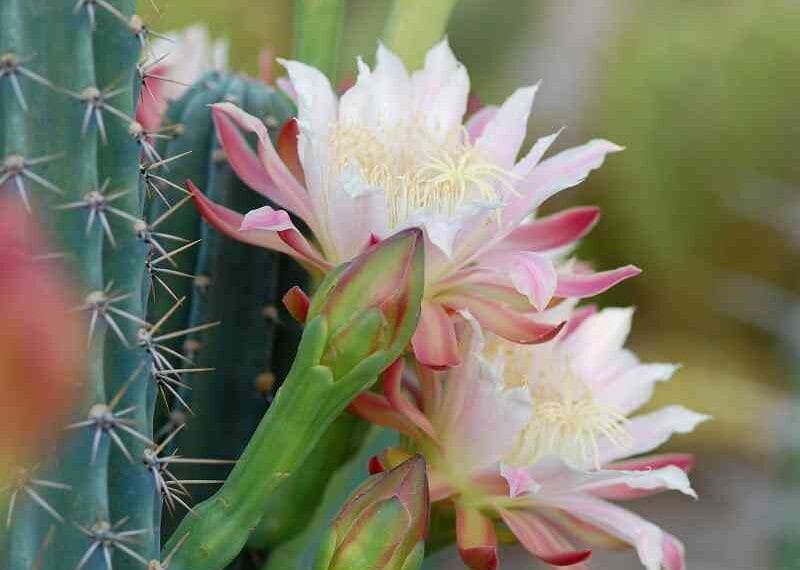 Decorar con cactus