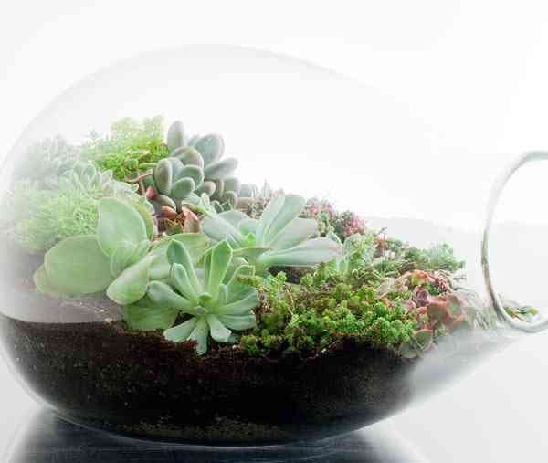 Idea para construir un terrario