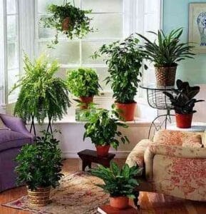 plantas
