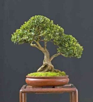 podar un bonsai