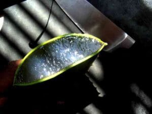 aloe vera
