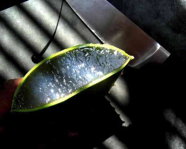 aloe vera