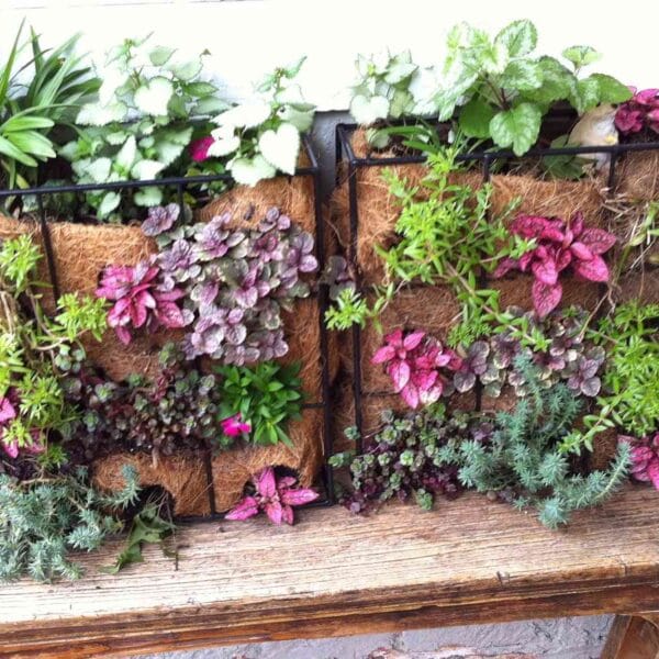 jardin