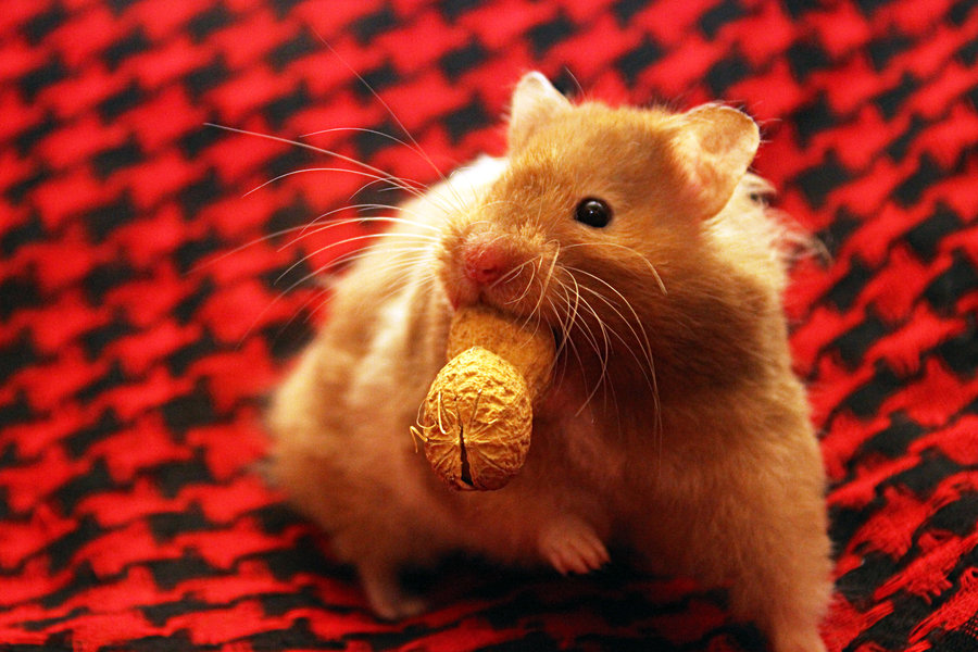ratoncito comiendo un cacahuete
