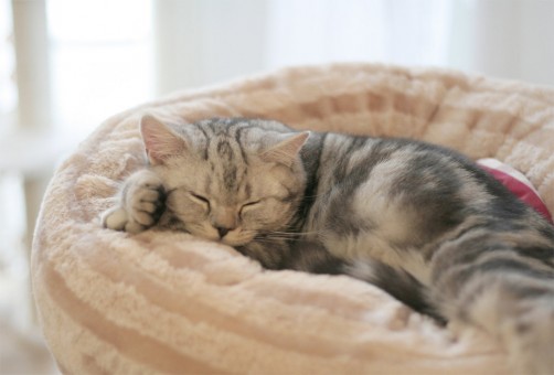 un gatito en una cama blandita y de color claro