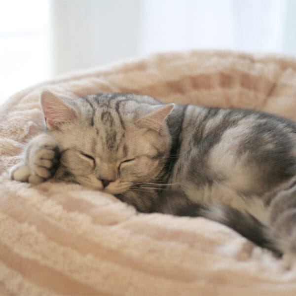 un gatito en una cama blandita y de color claro
