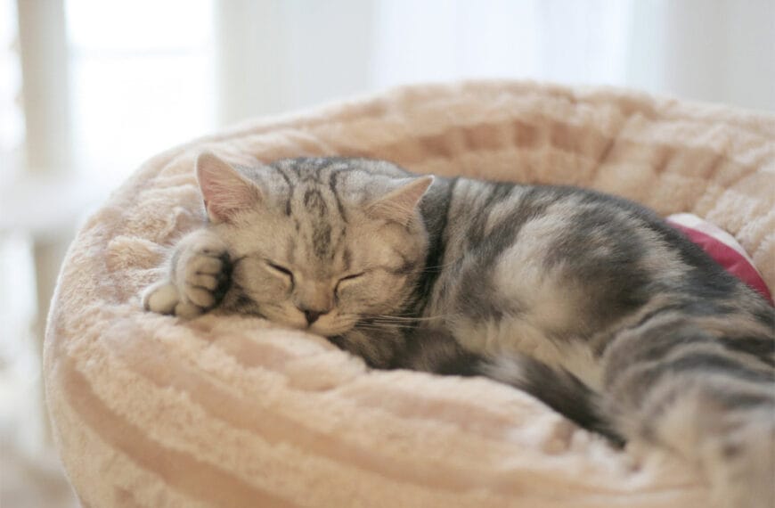 un gatito en una cama blandita y de color claro