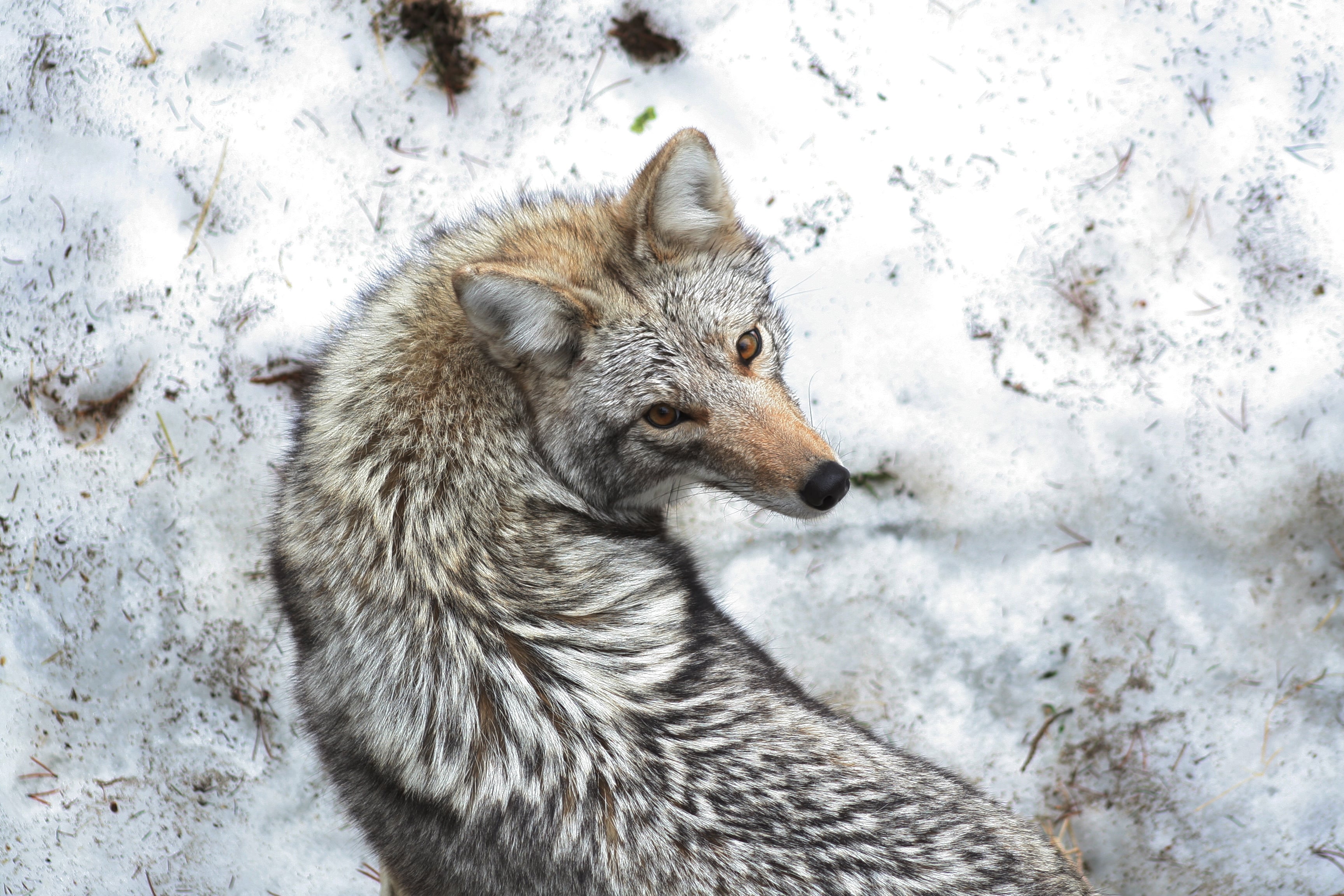 coyote mirando a camara