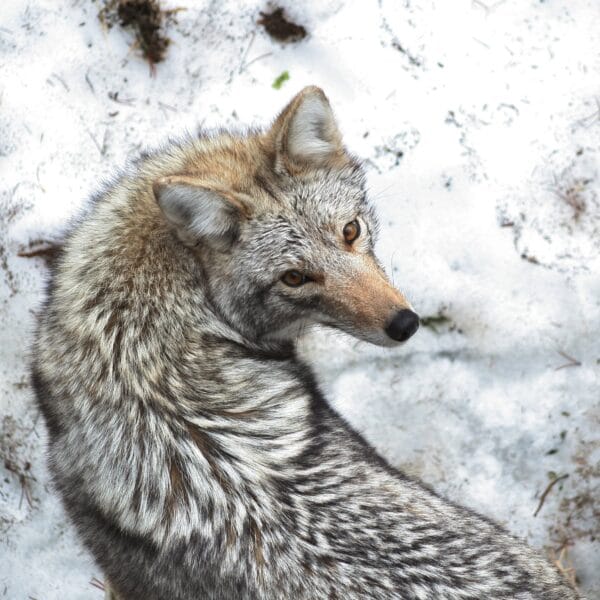 coyote mirando a camara