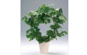 plantas para decorar