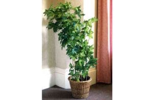 plantas para decorar