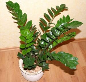 plantas para decorar