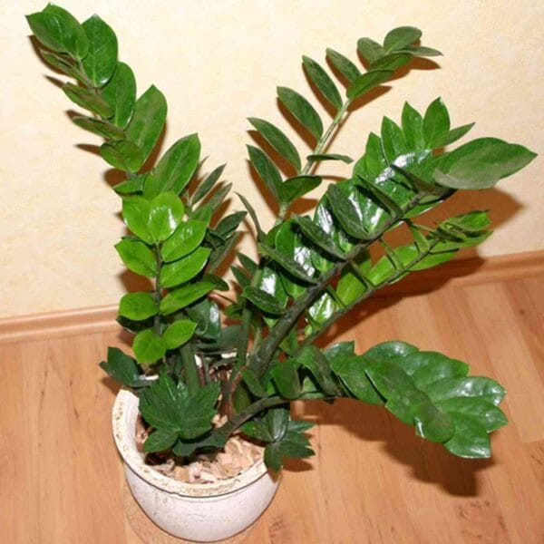 plantas para decorar