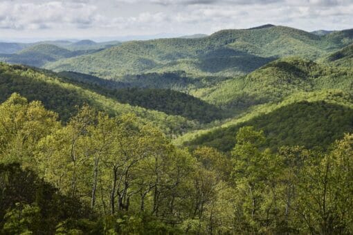 El documental Forested Future invita a reconectar con el mundo natural y los grandes bosques del planeta