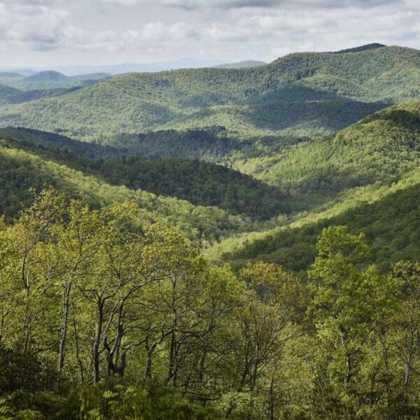 El documental Forested Future invita a reconectar con el mundo natural y los grandes bosques del planeta