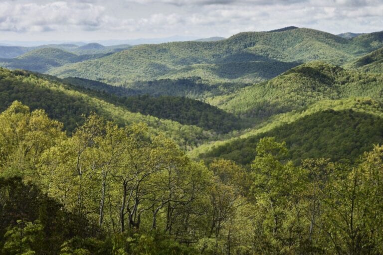 Nueva portada 12 El documental Forested Future invita a reconectar con el mundo natural y los grandes bosques del planeta