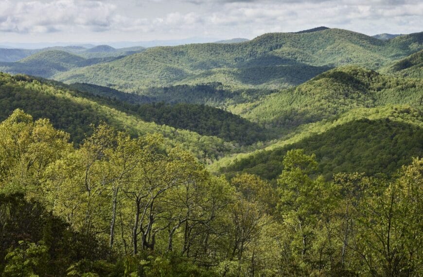 Nueva portada 9 El documental Forested Future invita a reconectar con el mundo natural y los grandes bosques del planeta